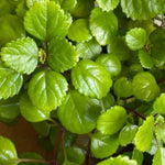 Yunaksea 1 Pot Swedish Ivy Plant Live, Plectranthus Swedish Ivy Mint Herbs, 4" Pot Indoor Outdoor Home Garden
