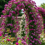 6 Months Old Climbing Rose Live Plant, Well Rooted 5-9" Tall, No Leaf, Ready to Plant Indoor Outdoor, Climber Rose Bush, Hybrid Tea Rose Like, Very Fragrant, Long Bloomer (Purple Striped)