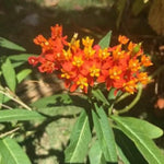 2 Orange Milkweed Plants Live Starter Size, 5-9" in Tall, Outdoor Planting, Spring Blooms, Cold Hardy, Perennial