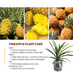 1 Gold Pineapple Plant Live for Planting, Sweet Pineapple Fruit Tree Live Plant 5 to 8 Inch Tall, Pineapple Starter Plants
