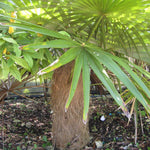 Palm Tree Plant, Live Tropical Palm Tree, Fully Rooted in 3 Gallon Pot, Ready for Outdoor Planting (Old Palm)
