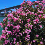 2 Live Oleander Plants, Pink Oleander Plants from 4 to 7 Inches Long