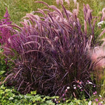 2 Purple Fountain Grass Plants Live for Spring Planting, Size 5-9" in Tall, Oranamental Grass for Outdoor Indoor