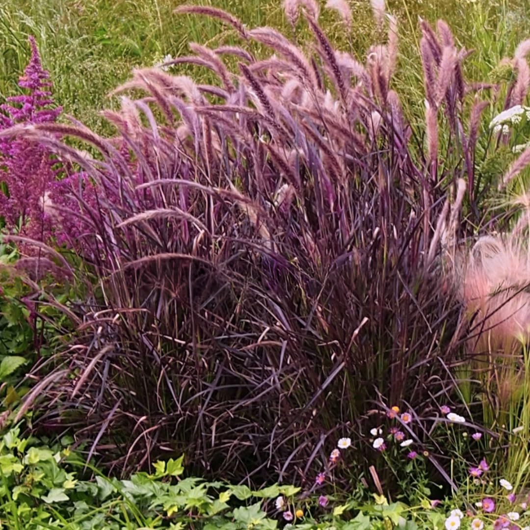 2 Purple Fountain Grass Plants Live for Spring Planting, Size 5-9" in Tall, Oranamental Grass for Outdoor Indoor