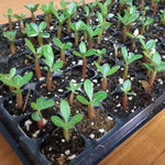White Desert Rose Plants Live for Indoor Outdoor Growing, Cold Hardy, Starter Size, 4-7 Inc in Tall Desert Rose Seedling