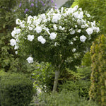 Althea Rose of Sharon Plant Live 6 to 13 Inch Tall, Hibiscus Syriacus Flowers, Come in Pot (White Rose of Sharon)