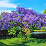 Wisteria Live Plant in 2.5" Pot, 6-12 Inch Tall Fragrant Wisteria Vine for Garden Trellis and Containers, Indoor Outdoor (Purple Wisteria)
