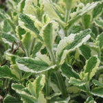 Pinapple Mint Live Plant 4-6'' Tall, Well Rooted Perennial Mint in 4'' Pot, Herbs for Planting Indoor Outdoors and Containers