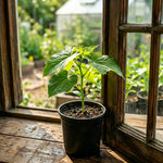 Loofah Plant Live, Luffa Plant Live, 4-6 Inc Tall, Trailing Luffa Live Plant for Backyard Garden, Trellis, 2 Plants in 4 Inc Pot