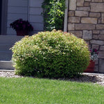 Rare Spirea Shrub Live Tree Plant in Quart Pot, 1 Year Old Well-Rooted, Dormant in Winter, 8-17 Inches in Tall, Winter Meadowsweets Bush for Planting