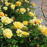 Rose Bush Live Plant, Heirloom Rose Plant Live for Planting, 5-8 Inch Height, Reblooming Shrub (Yellow Rose)