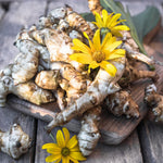 Set of 20 Jerusalem Artichoke Roots, Sunchoke Tubers for Growing, Edible Vegetable for Outdoor Garden