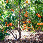 Blood Orange Live Plant in 1 Gallon Pot, Red Orange Tree for Planting Outdoor Garden, Citrus Fruit Tree 24-30 Inch Tall