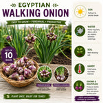 10 Egyptian Walking Onion Bulbs, Perennial Onion Topsets for Planting