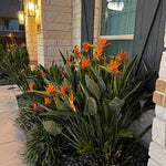 Set 2 Orange Bird of Paradise Live Plants, Tropical Indoor and Outdoor Ornamental Plant, 4-7 Inch Tall Well Rooted