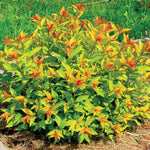 Golden Spirea Shrub Live Tree Plant in Quart Pot, 1 Year Old Well-Rooted, Dormant in Winter, 6-14 Inches in Tall, Winter Meadowsweets Bush for Planting