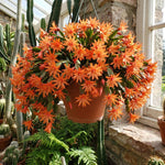 Orange Easter Cactus Plant Live 4-6 Inches, Vibrant Spring Bloomer for Indoor Decor, Patio Pots, Ready to Grow