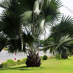 Live Palm Tree Plant in 3 Gallon Pot, No CA, Large Fully Rooted Size, Ready to Plant for Home Décor Indoor Outdoor Landscape, Rare Palm Trees, Huge Fan Leaves Palm