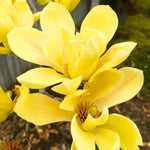 Magnolia Tree Live Plant 12 to 18 Inch Tall, Fragrant Magnolia Plant Live, Magnolia Bush Live Plant in Gallon Pot (Yellow Bird Magnolia)