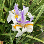 Pack of 2 African Iris Plants Live, Live African Iris Plant, White Bloom, 3-5 Inc Tall, Perennial Flowers for Indoor Outdoor Planting