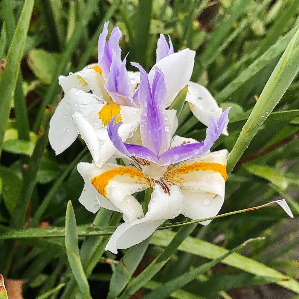 Pack of 2 African Iris Plants Live, Live African Iris Plant, White Bloom, 3-5 Inc Tall, Perennial Flowers for Indoor Outdoor Planting