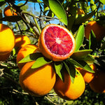 Blood Orange Live Plant in 1 Gallon Pot, Red Orange Tree for Planting Outdoor Garden, Citrus Fruit Tree 24-30 Inch Tall
