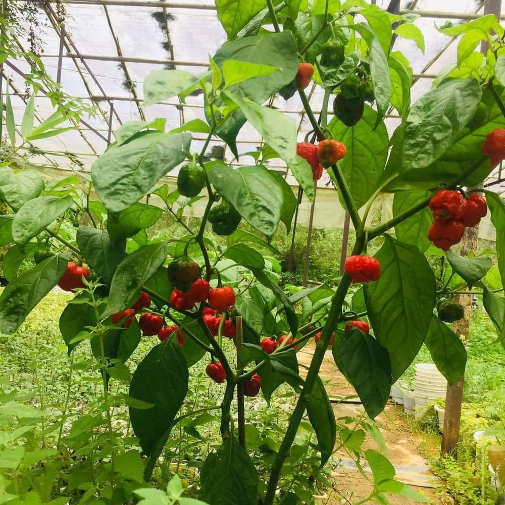Pack 4 Red Carolina Reaper Pepper Plants Live, 75 Days Old Pepper for Planting, Super Hot Pepper Live Plants for Growing, 5 to 9" Tall Fast Growing