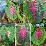 Pink Green Colocasia Elephant Ear Plants Live 4–7 Inches Tall, Taro Alocasia Tropical Foliage Plants for Outdoor Garden Home Decor