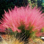 Clump 5-9" Muhly Grass Live Plant for Spring Planting, Ornamental Grass, Perennial Grasses Fast-Growing, Vibrant Color (Vibrant)