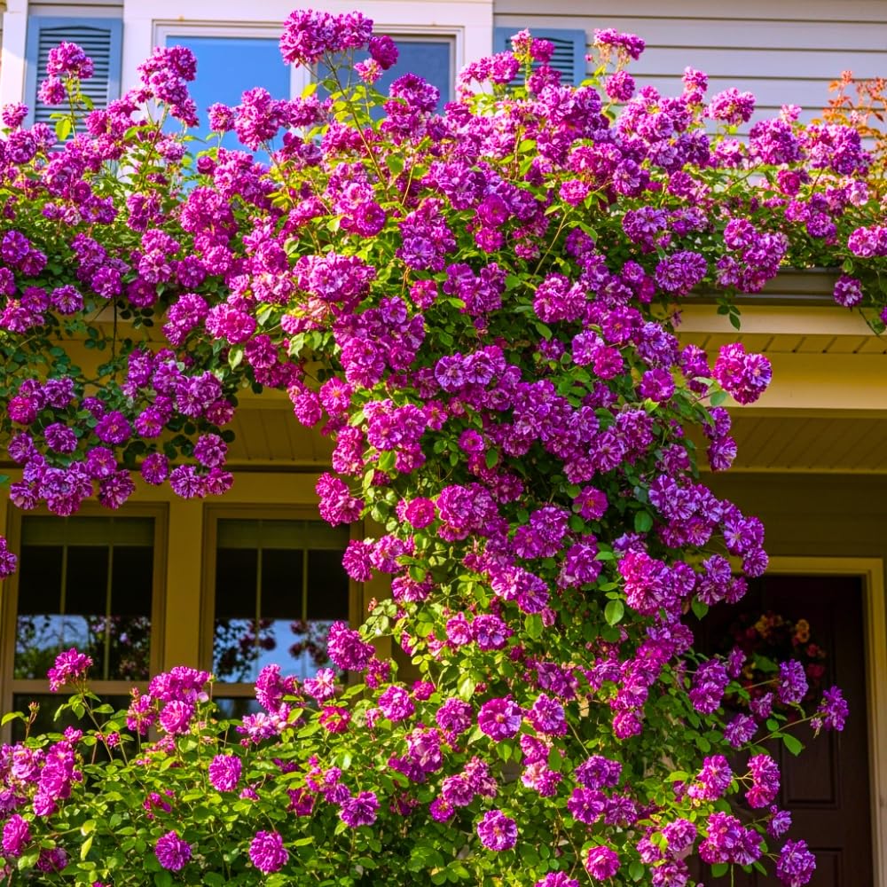6 Months Old Climbing Rose Live Plant, Well Rooted 5-9" Tall, No Leaf, Ready to Plant Indoor Outdoor, Climber Rose Bush, Hybrid Tea Rose Like, Very Fragrant, Long Bloomer (Purple Striped)