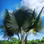 Palm Tree Live Plant, Fully Rooted in 3 Gallon Pot, Rare Tropical Plant Live for Indoor or Outdoor Growing, Giant