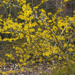 Witch Hazel Tree Shrub, Yellow Witch Hazel Plants Tree Flowering Bushes in Quart Pot Live Plants for Planting