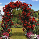 Climbing Rose Live Plant Well Rooted, No Leaf, Ready to Plant Indoor Outdoor, Climber Rose Bush, Hybrid Tea Rose Like, Very Fragrant, Long Bloomer (Don Juan)