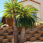 Palm Tree Live Plant Indoor Outdoor, Rare Succulent Palm Houseplant for Indoor or Outdoor Growing, 1 Gallon Pot, Green Leaves White Flowers