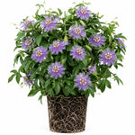 2 Passiflora Incarnata Maypop Live Plants, Purple Passion Flower Vines, 4-6'' Tall, Outdoor Vine for Patio, Garden, Containers