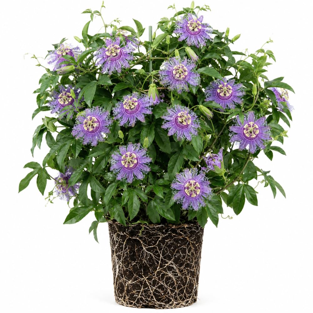 2 Passiflora Incarnata Maypop Live Plants, Purple Passion Flower Vines, 4-6'' Tall, Outdoor Vine for Patio, Garden, Containers