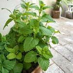 Spearmint Plant Live in 4'' Pot, Mint Herb Plants for Culinary and Garden Growing, Perennial Herbs