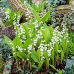 10 Lilies of The Valley Bulbs Rhizomes, Lily of The Valley Bulbs for Planting, Perennial Flower Bulbs Outdoors Indoors Garden