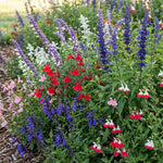 3 Mixed Salvia Sage Plants 4–7" Tall, Perennial Live Flowering Garden Plants for Outdoor Growing, Vibrant Salvia Plant Starter