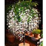 Clerodendrum Wallichii Plant Live, 5-9 Inch Tall White Flowering Clerodendrum Smithianum, Rare Plant for Indoor or Outdoor Growing