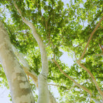 5 Sycamore Tree Plant Bare Roots, Large Shade Plant, Sycamore Plant Seedlings, No Leaves, 12 to 18'' Tall