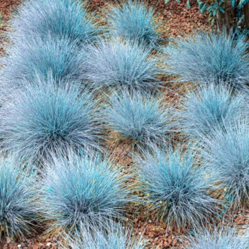 2 Blue Fescue Grass Plants Live for Spring Planting, Size 5-9" in Tall, Oranamental Grass for Outdoor Indoor