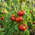 2 Beefsteak Tomato Plants, 6-8 Inc Tall, Live Tomato Plants for Planting