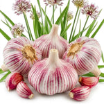 4 XL Size Chesnok Red Garlic Bulbs for Planting Outdoors, Heirloom 0.5 Pound, 4-5 Jumbo Bulbs Garlic for Fall Planting