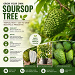 Sweet Soursop Plant Live 8-10 Inches, Annona Muricata Guanabana Tropical Fruit Tree Starter for Garden, High Yield, Ready to Grow