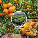Navel Orange Tree Live Plant, Citrus Fruit Plant in 1 Gallon Pot, Sweet Orange Fruit Tree for Indoor Outdoor Gardening