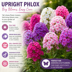 Upright Phlox Live Plant 4-7 Inches, Garden Phlox Perennial Flower Starter for Outdoor Garden, Random Color Plants
