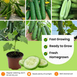 Live Marketmore Cucumber Plant, 4-6" Tall