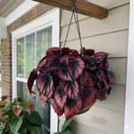 Begonia Plant Live, Colorful Begonia Plants 4-8 Inches, Decorative Houseplant for Indoor Outdoor Gardens and Containers (Red Foliage)