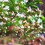 Set 2 Clerodendrum Plants Live, Light Bulb Chain of Glory Vine, Bell Shaped Flowers (Light Smithianum Wallichii Clerodendrum)